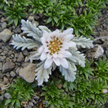Other beautiful flower on Cerro de los Cristales